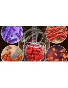 kit de bacterias intestinales
