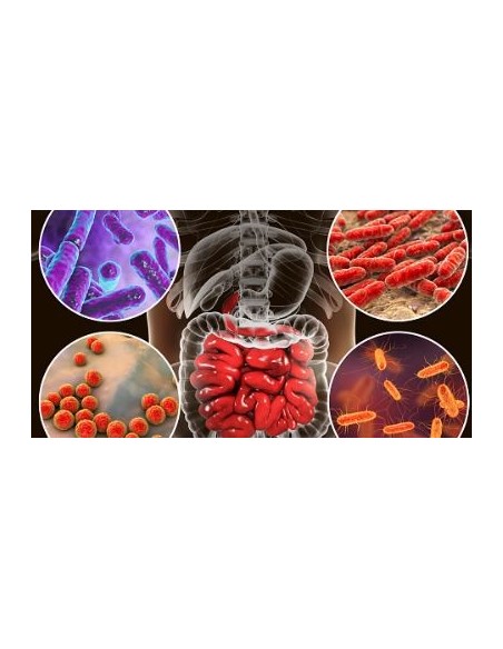 kit de bacterias intestinales